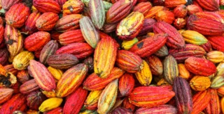 Close-up of raw cocoa beans, representing valuation and analytics of natural commodities like ECOM in global markets.